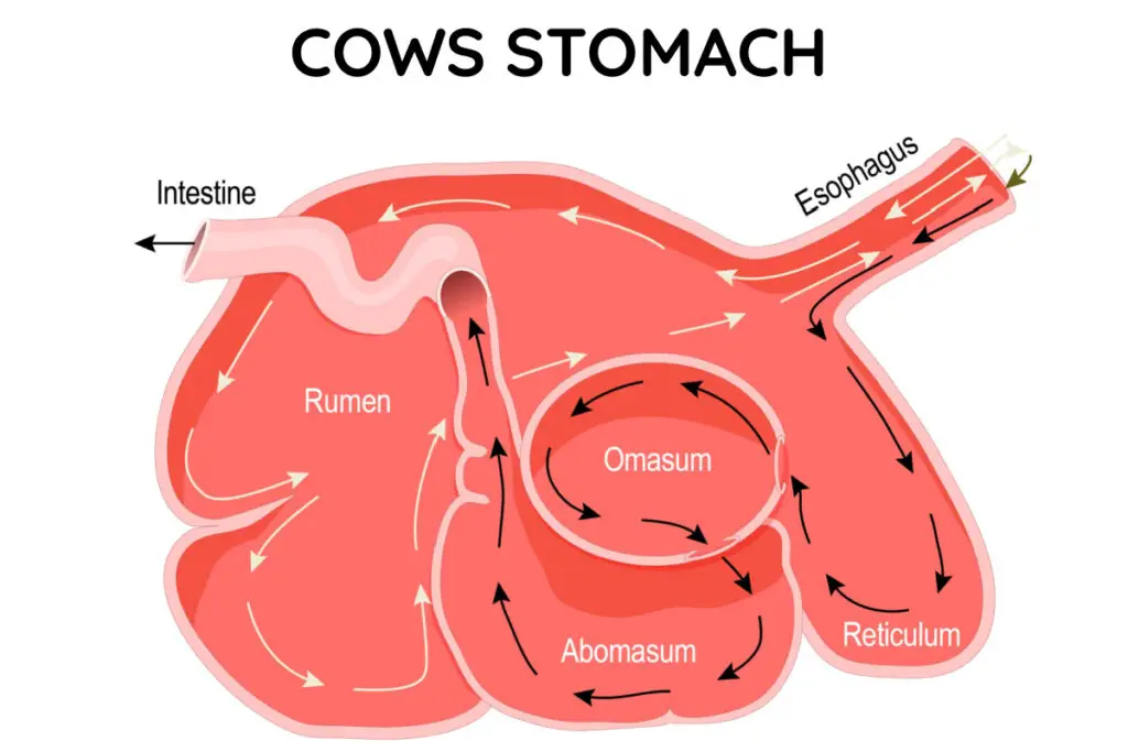 From this image you can see how the stomach of cows is actually divided into 4 distinct parts and each is a phase of the digestive tract.