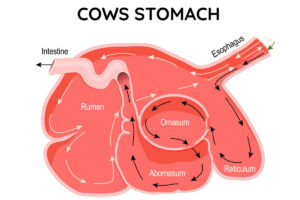 Cow Stomach in Italian Dishes: How Italy Masters the Art of 'Waste Not