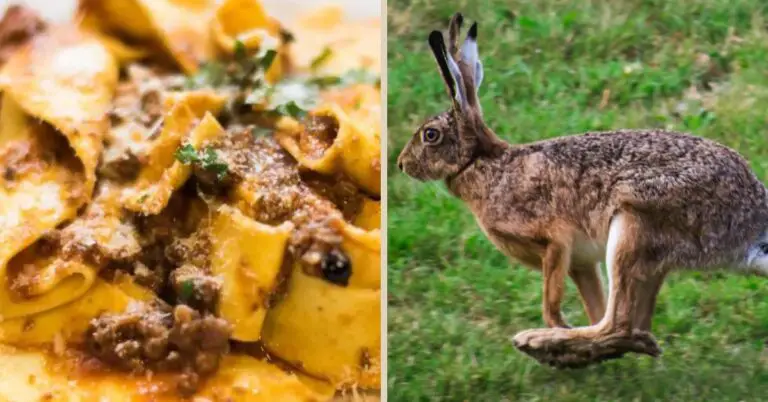 Is Hare on the Menu in Italy? Read before Hop to an Italian Restaurant